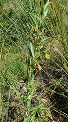 Gloriosa rigidifolia