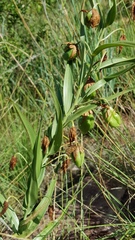 Gloriosa rigidifolia