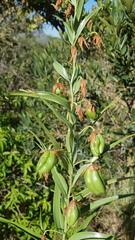 Gloriosa rigidifolia