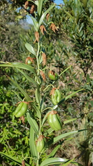 Gloriosa rigidifolia