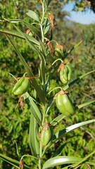 Gloriosa rigidifolia