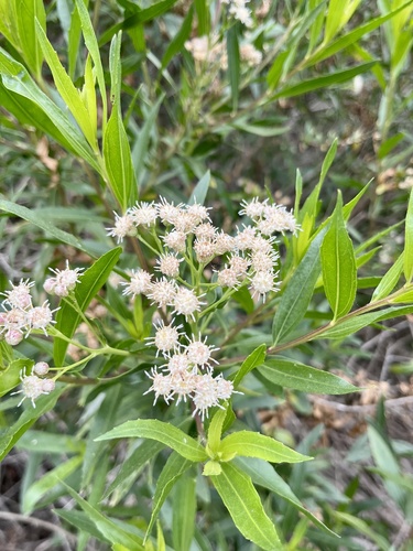 iNaturalist observation photo of mule fat