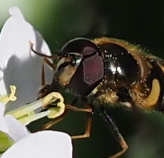 Megasyrphus erraticus