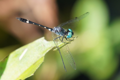 Nephepeltia flavifrons