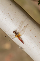 Brachymesia