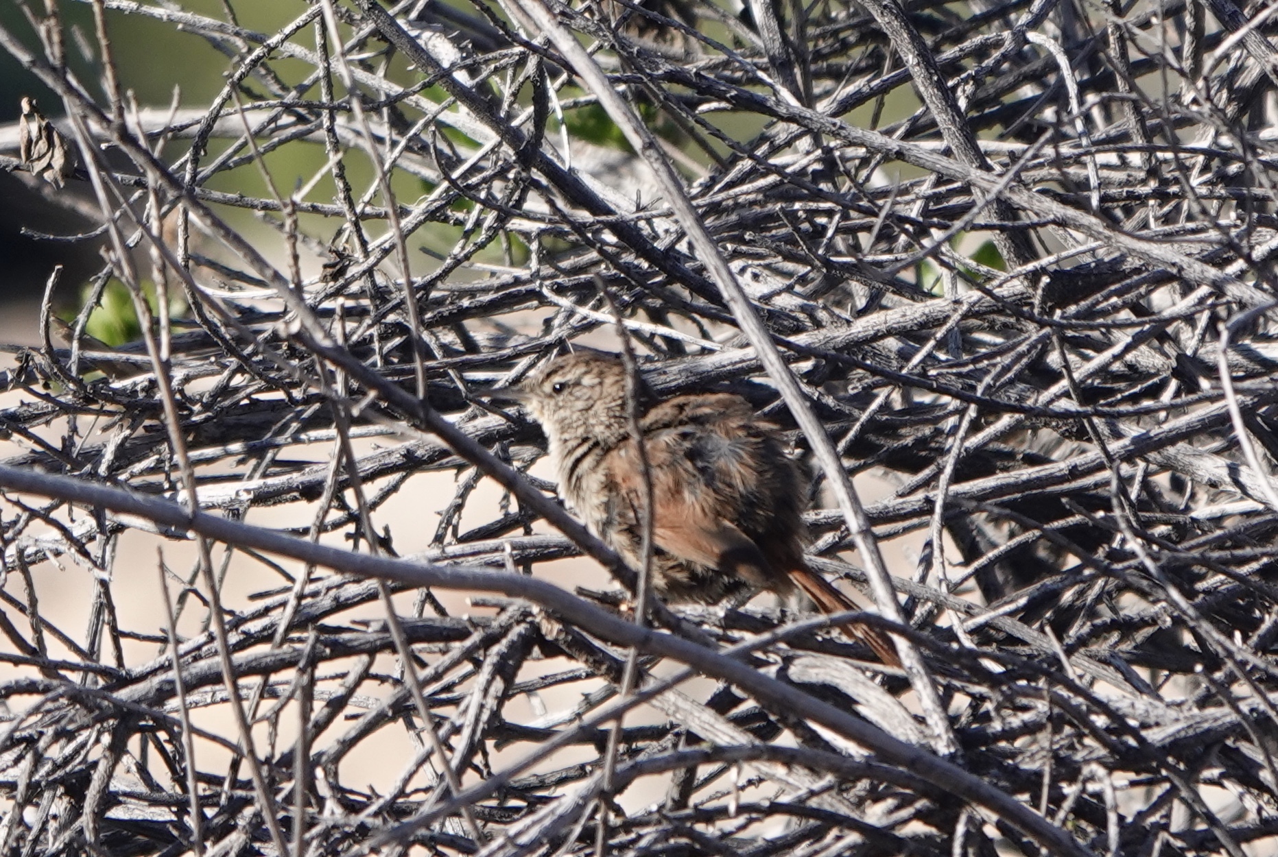 Canyon Canastero (Asthenes pudibunda), photo 2