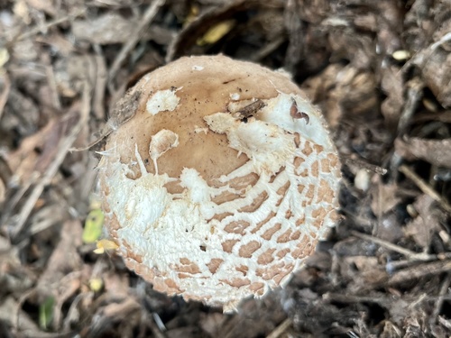 iNaturalist observation photo of Shaggy Parasol