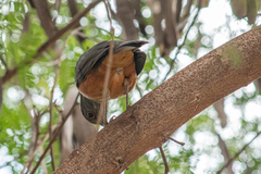Turdus rufiventris