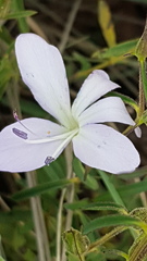 Barleria pretoriensis