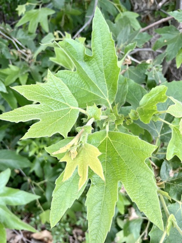 iNaturalist observation photo of western sycamore