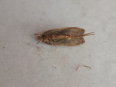 Glyphidocera democratica