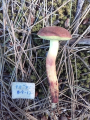 Xerocomellus redeuilhii