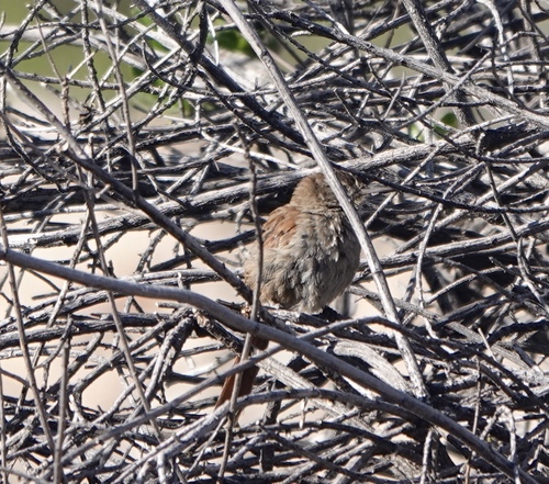 Canyon Canastero (Asthenes pudibunda), photo 6