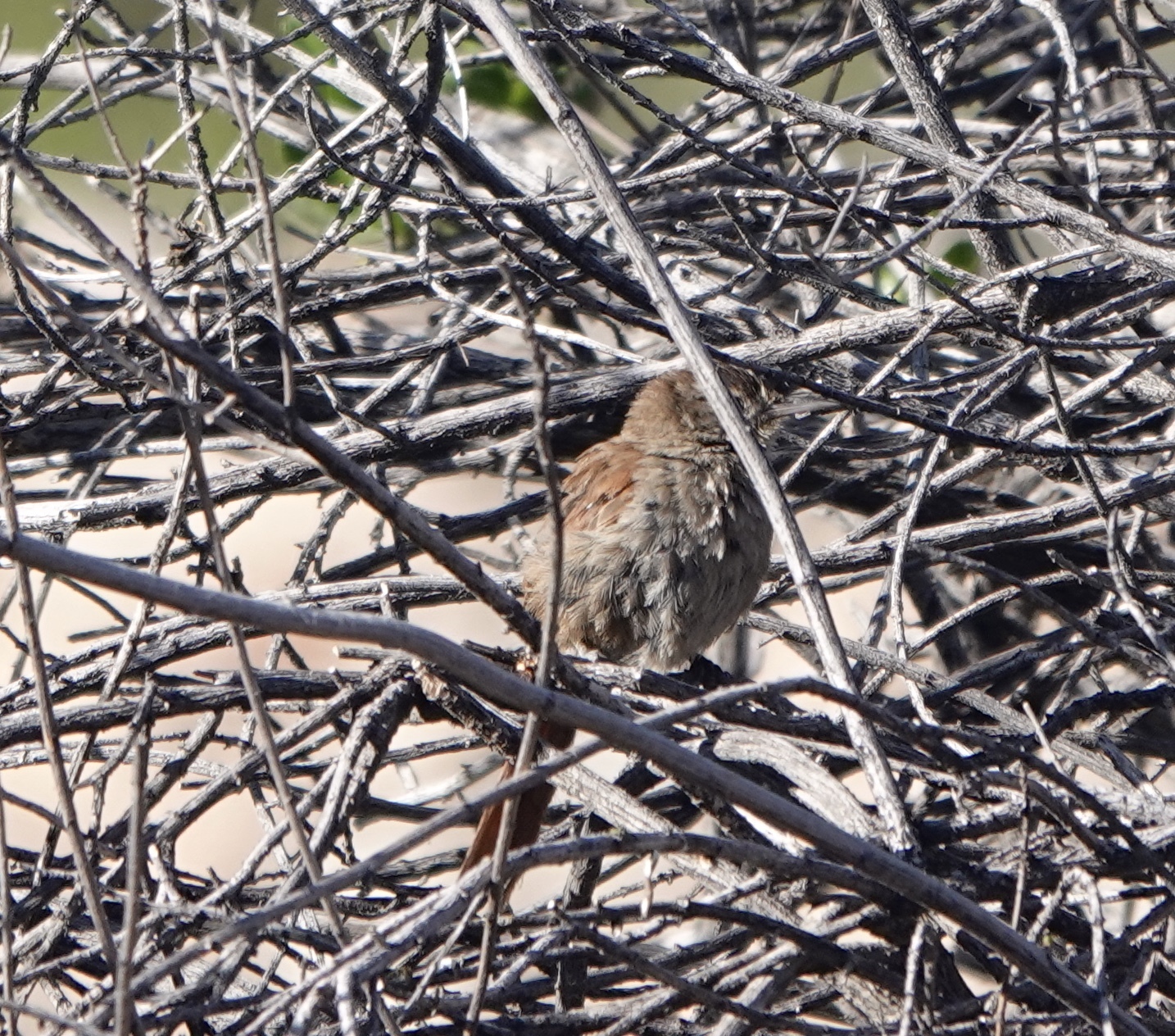 Canyon Canastero (Asthenes pudibunda), photo 4
