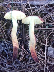 Xerocomellus redeuilhii