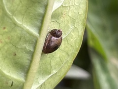 Helicoidea