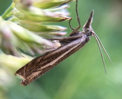 Crambus lathoniellus