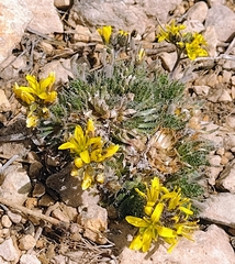 Draba hispanica