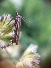 Crambus lathoniellus