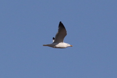 Larus fuscus barabensis