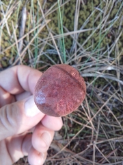 Xerocomellus redeuilhii