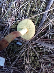 Xerocomellus redeuilhii