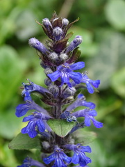 Ajuga reptans
