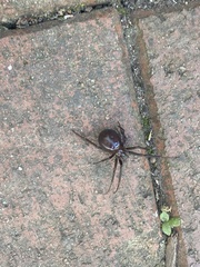 Steatoda grossa