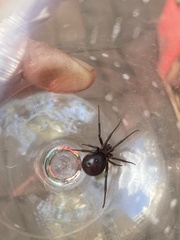 Steatoda grossa