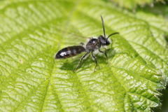 Andrena ventralis