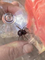 Steatoda grossa