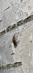 Polydrusus pilosus