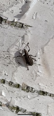 Polydrusus pilosus