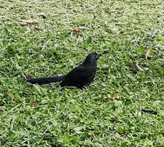 Crotophaga sulcirostris