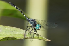 Nephepeltia flavifrons