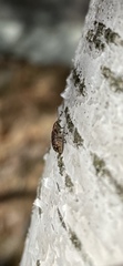 Polydrusus pilosus