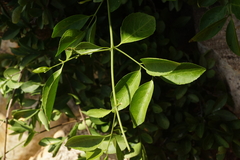 Pristimera longipetiolata