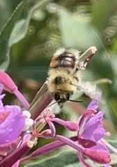 Bombus sylvicola