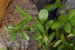 Pristimera longipetiolata