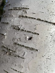 Polydrusus pilosus