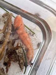 Lissothuria nutriens