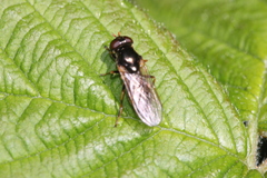 Cheilosia pagana