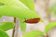 Arctioblepsis rubida