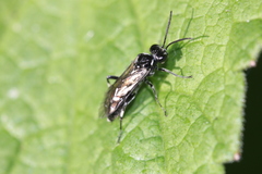 Macrophya albicincta