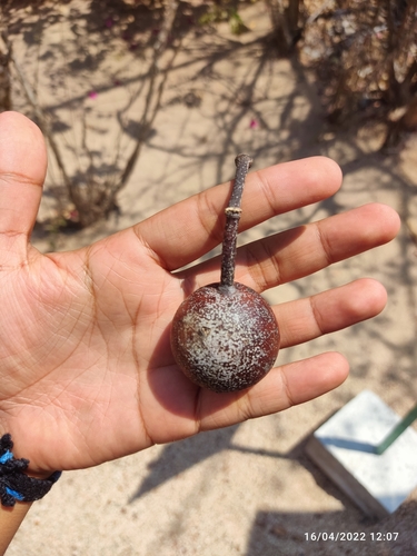 Perihuete (Crateva tapia)