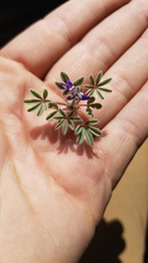 Lupinus brevicaulis
