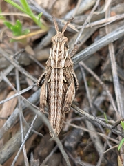 Eumigus