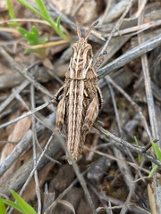 Eumigus