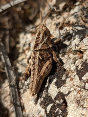 Eumigus