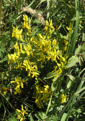 Genista humifusa